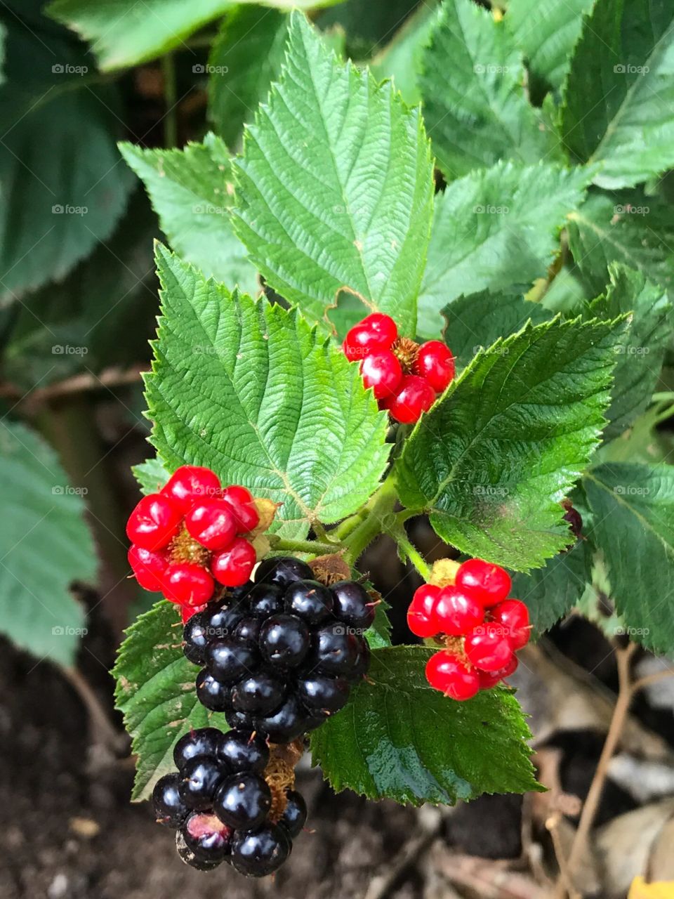 Blackberry ripe and not