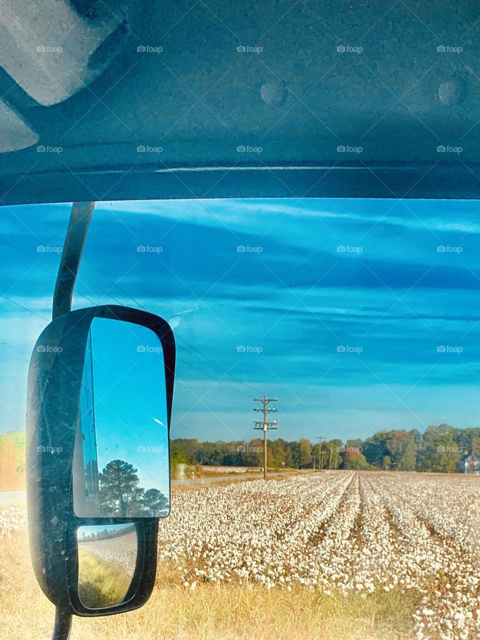 Cotton fields 