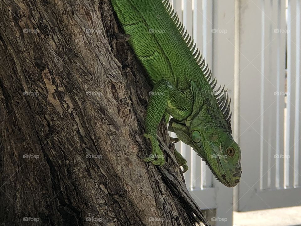 Close up iguana