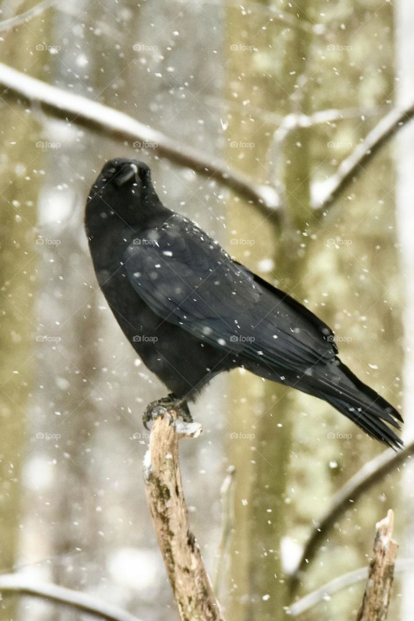 Crow on a branch while it’s snowing