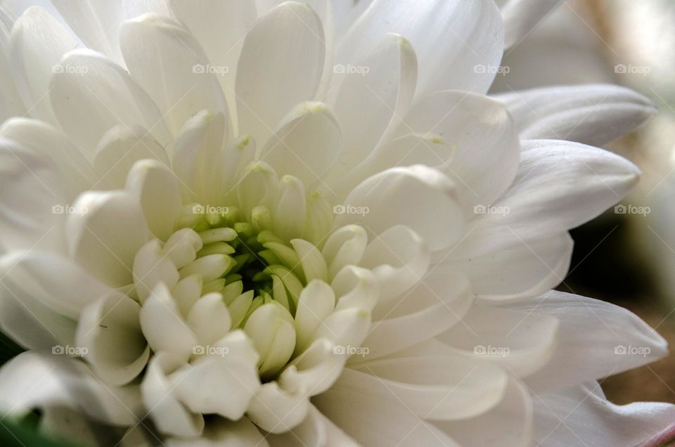 White chrysanthemum