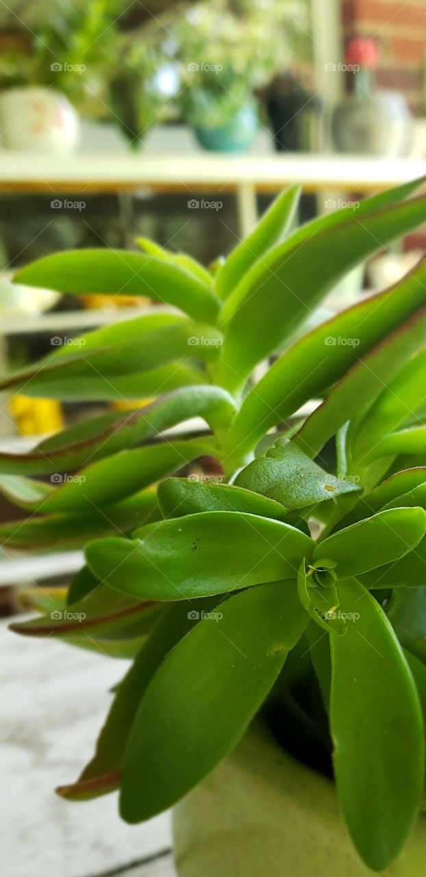 green succulent potted outdoor plant
