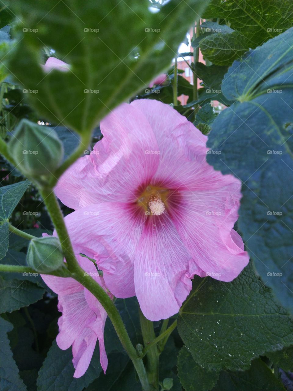 hibiscus. sing of summer. flower. sunny