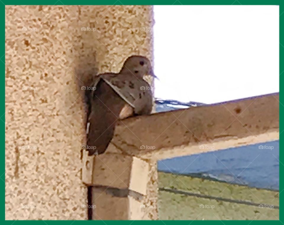 An adorable dove resting on a peaceful Sunday afternoon. It is a happy sight to appreciate.