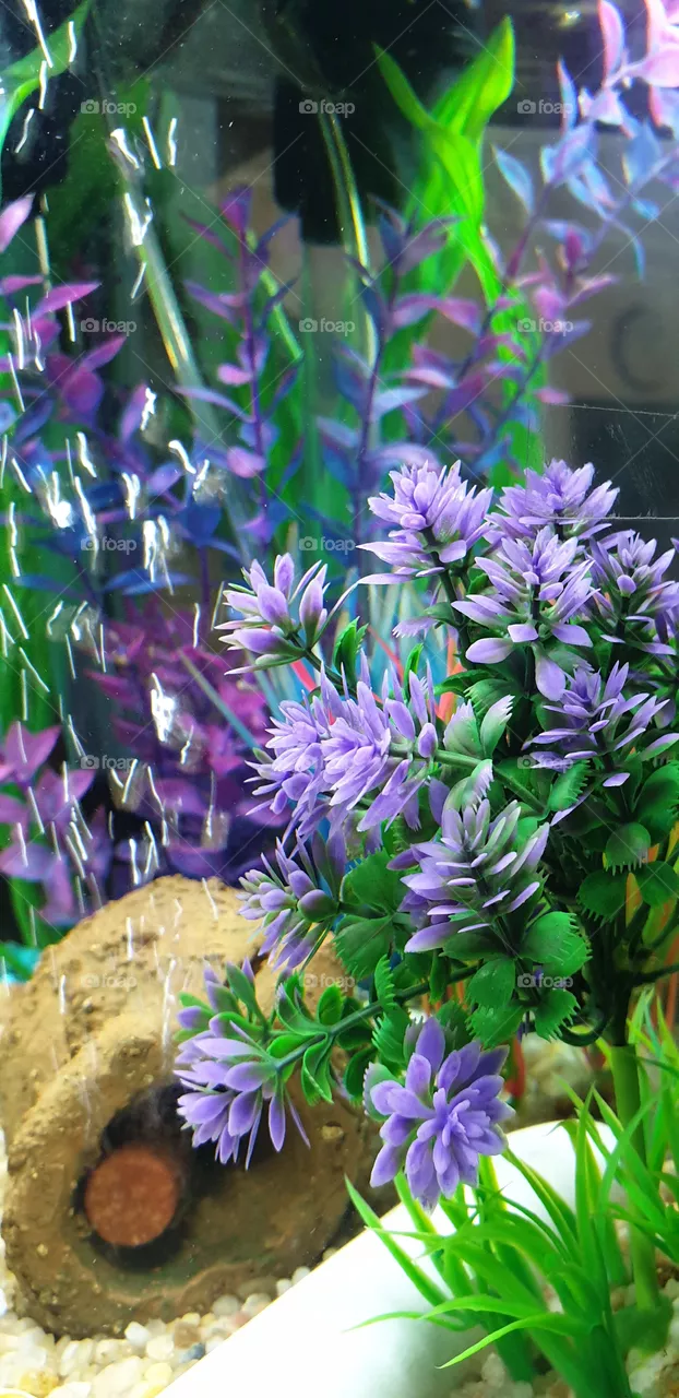 aquarium