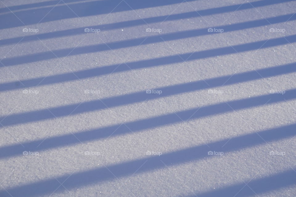 Snowy shadows. 