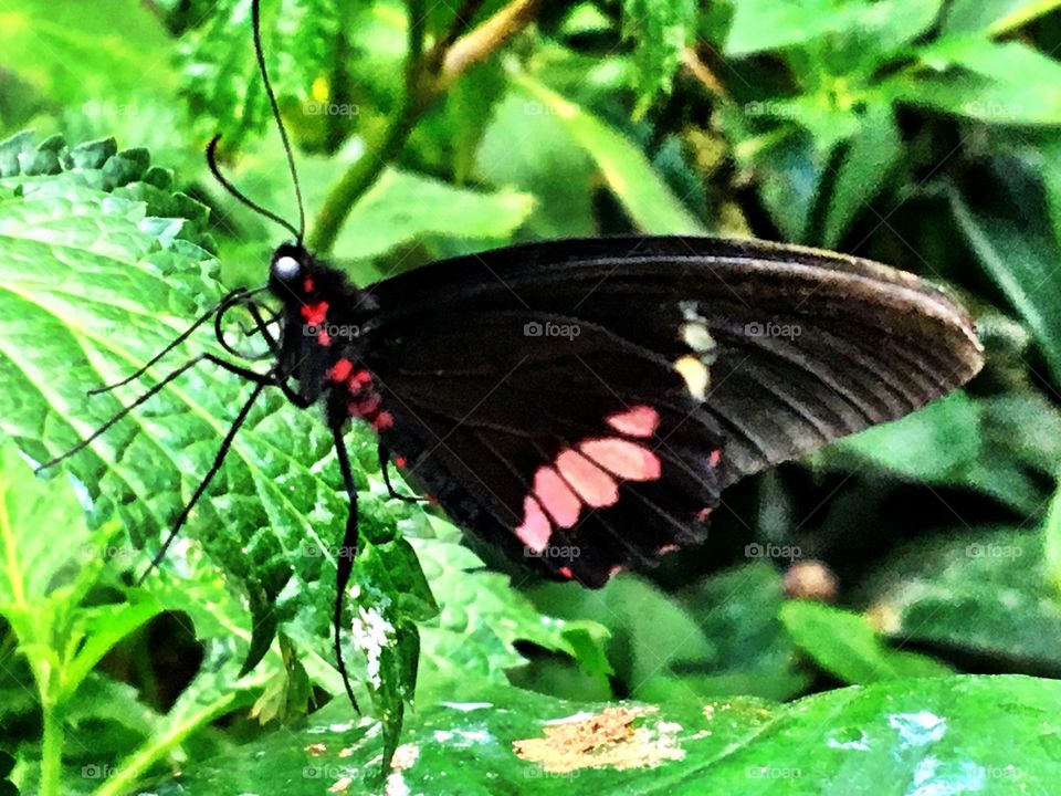 Close up of black & red butterfly sat on a leaf