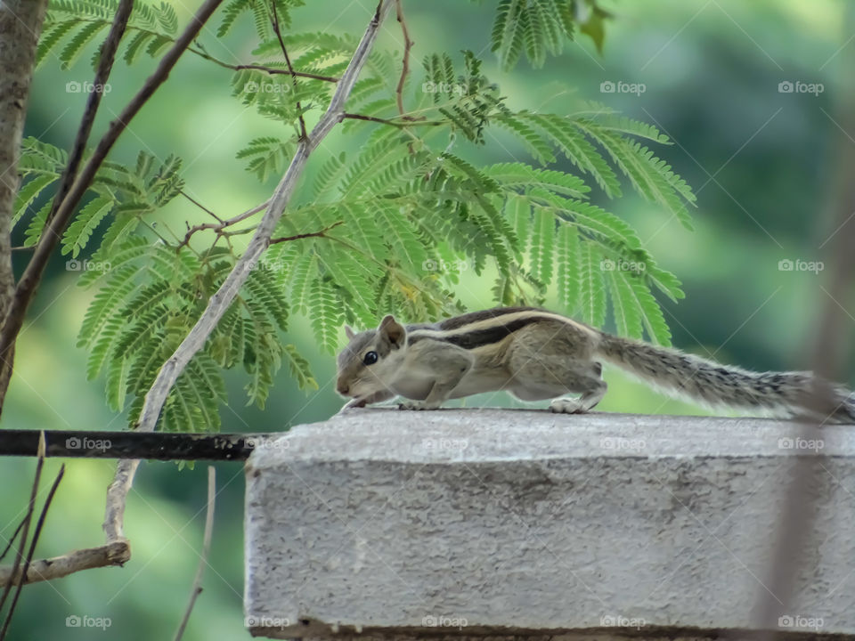 squirrel in garden