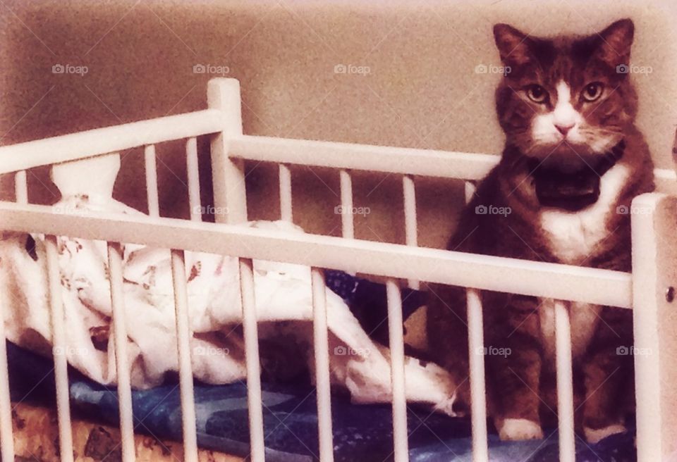 Crib Cat