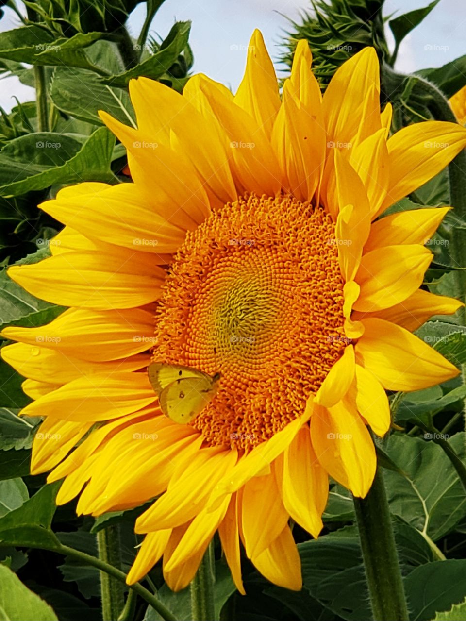 sunflower and buttetfly