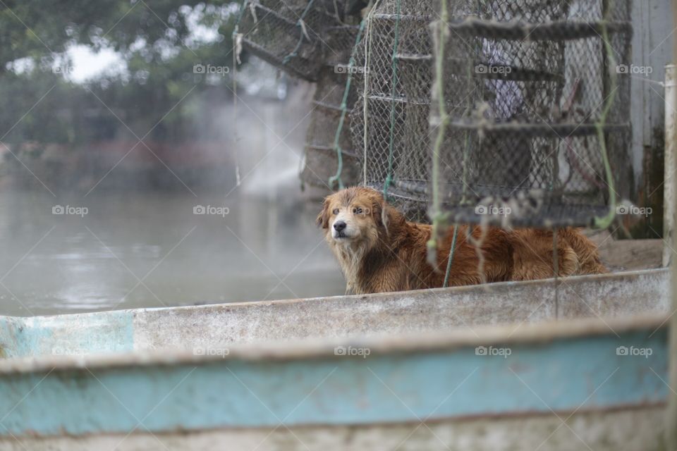 A fisherman's dog