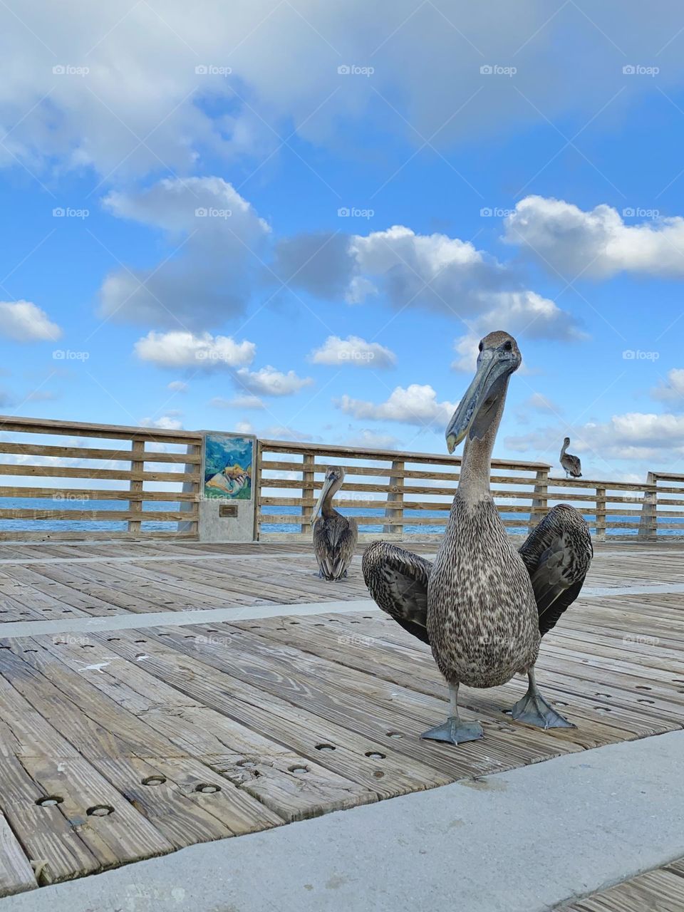 Three Pelicans. One was walking on the boardwalk and ready to spread the wings. 