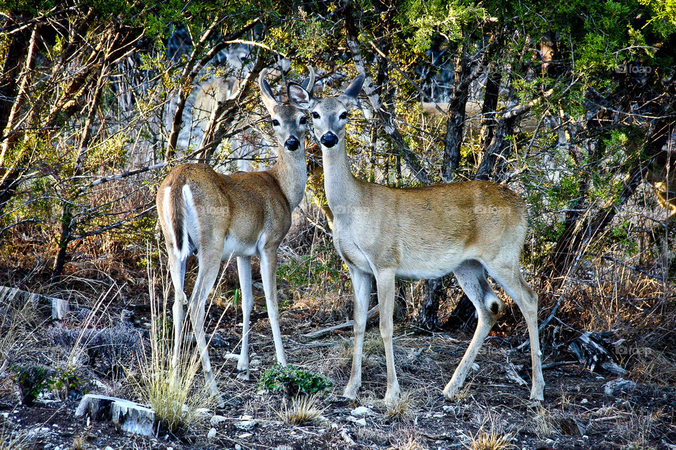 young deer