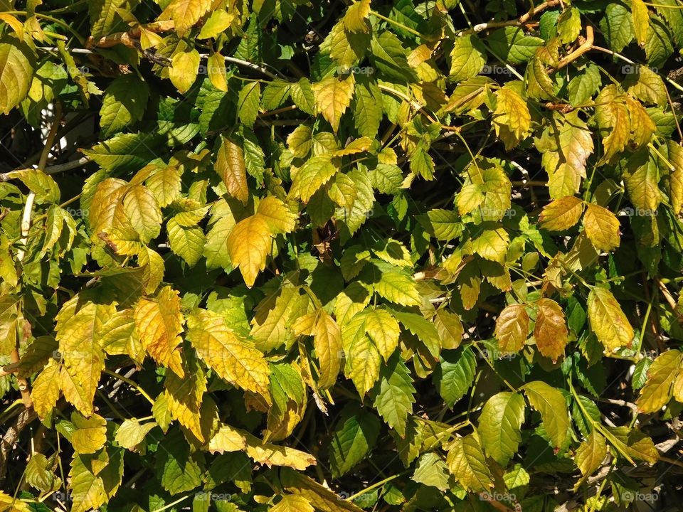 leaves