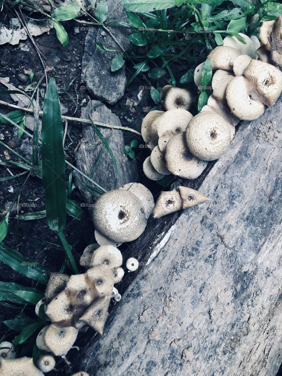 Mushrooms 