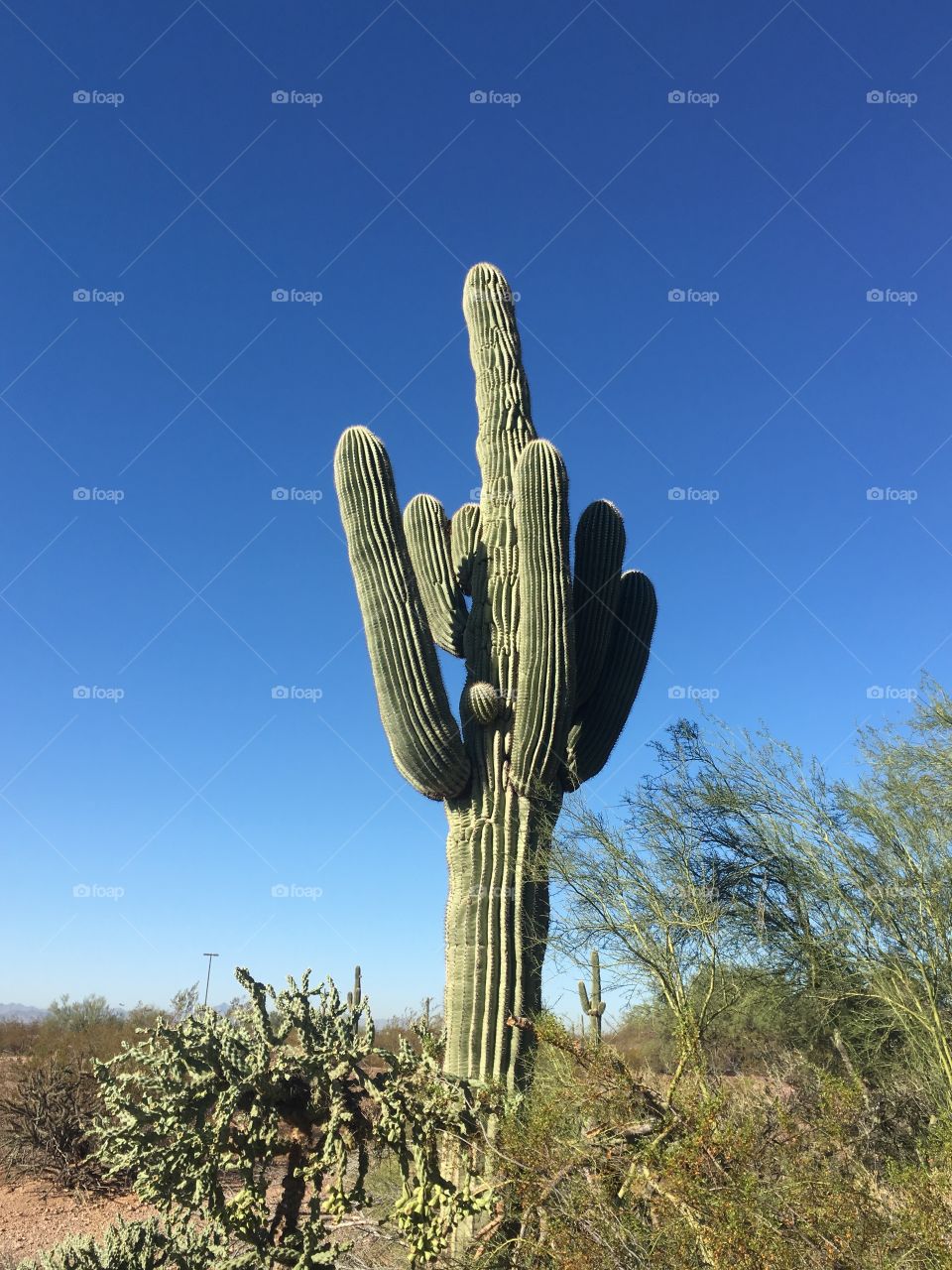 Saguaro cactus 