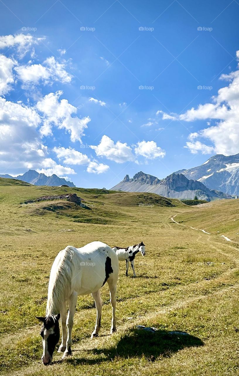 Chevaux , Val-d’Isère Août 2023 . 