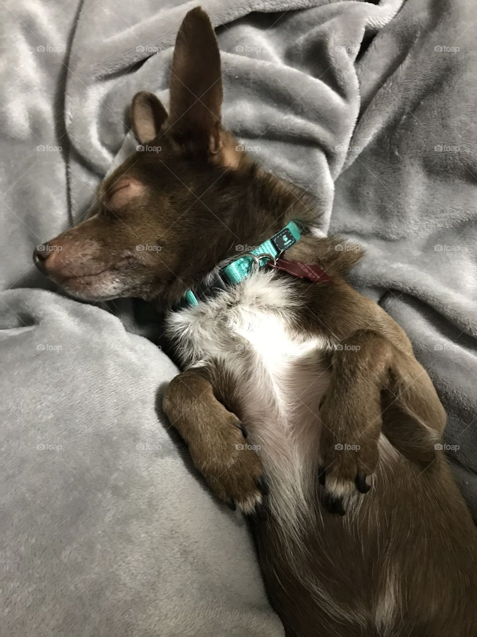 Dog sleeping in a blanket