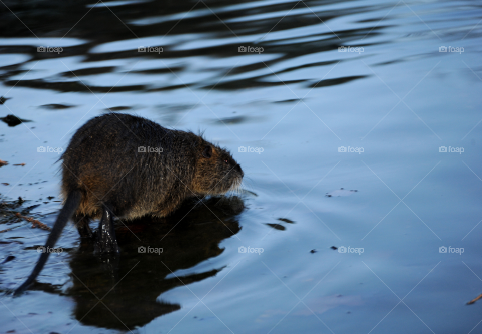 pond river stream rat by lightanddrawing