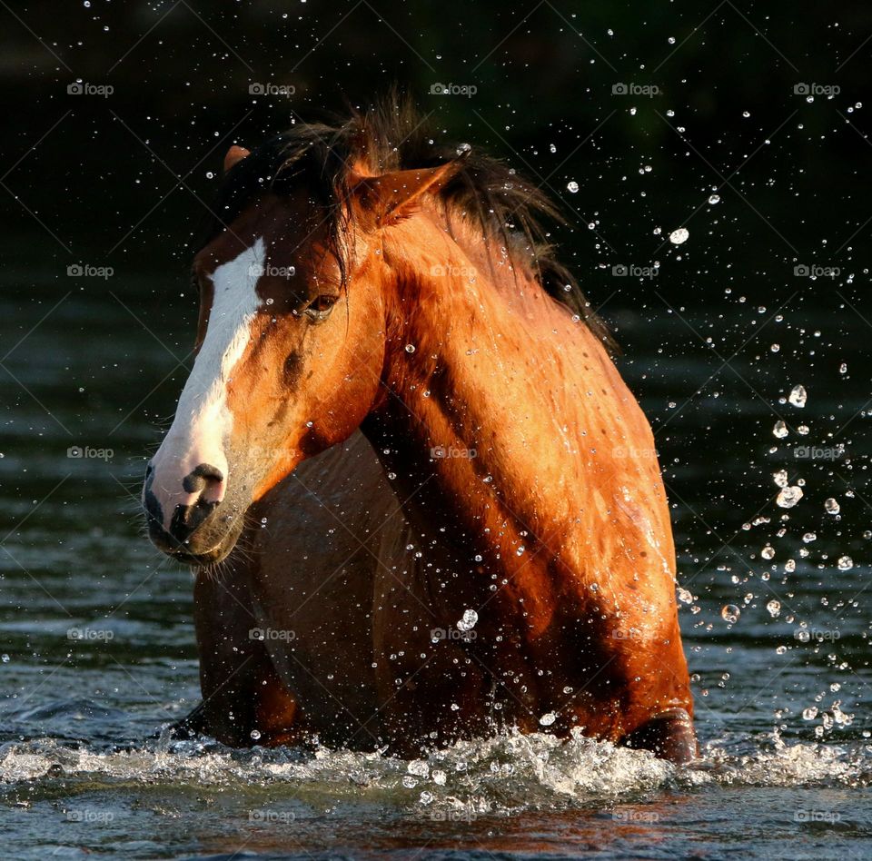 Wild Horse Making a Splash