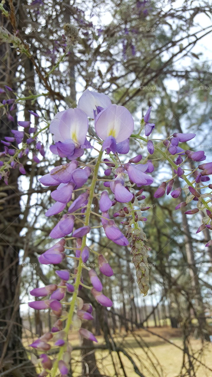 Wisteria