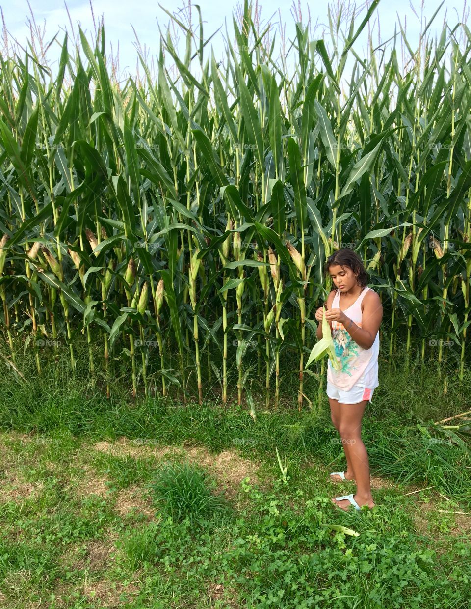 Corn picking