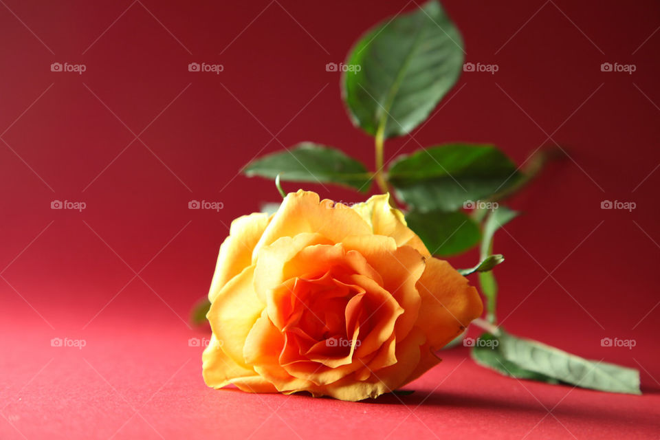 Single rose.