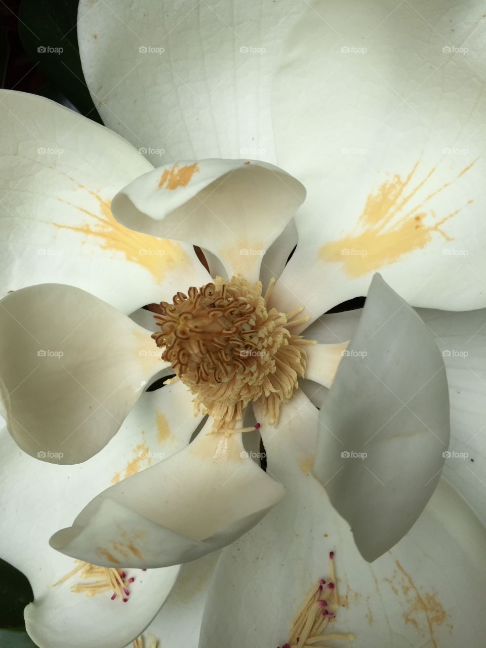 Magnolia in bloom