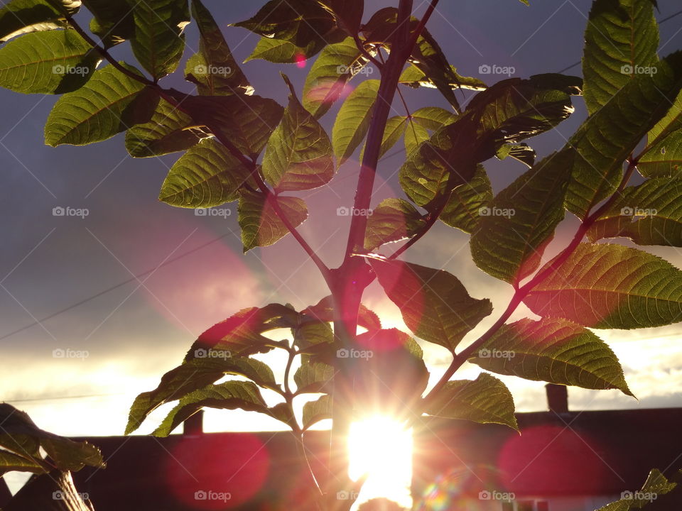 Illuminating sunlight penetrating through the grass