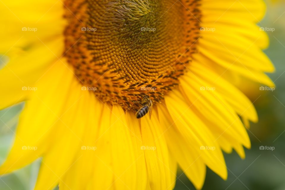 Sunflower and insect maco 