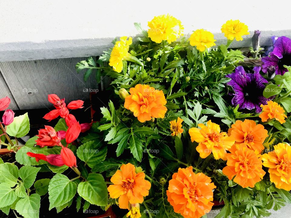 Gorgeous flowers and trees seen while walking and thoroughly enjoying all nature has to offer! 