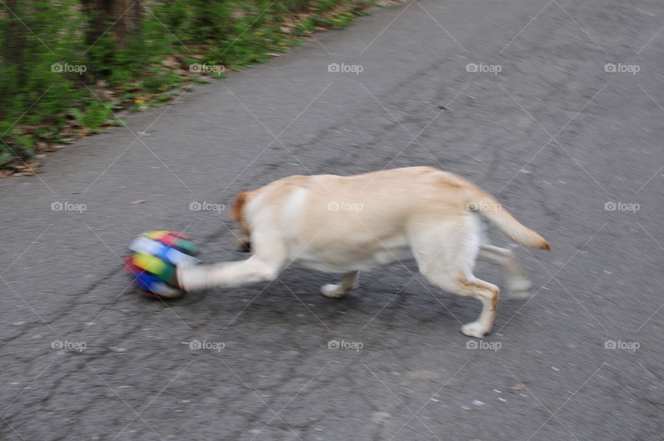 Dog Playing with a Ball