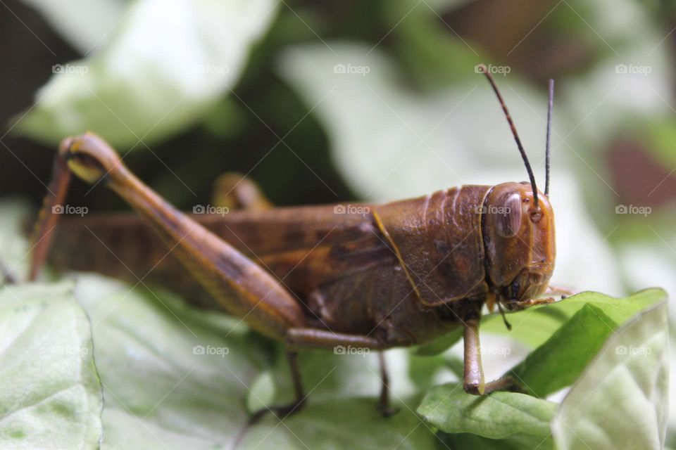 Big brown grasshopper