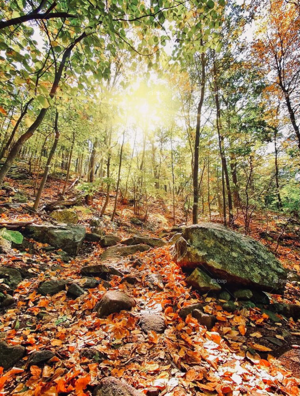 Following the autumn sun through the trees like a pathway hiking through the fall festive woods 