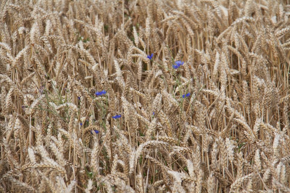 Cornflower and the wheat fi . Cyanus segetum 