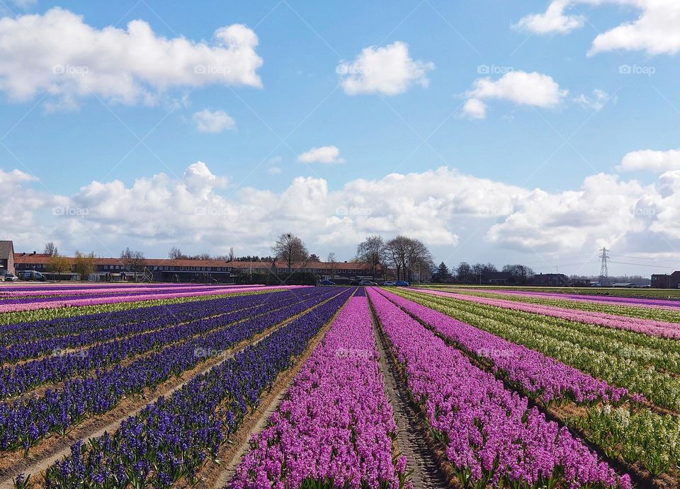 triangle flowerfield