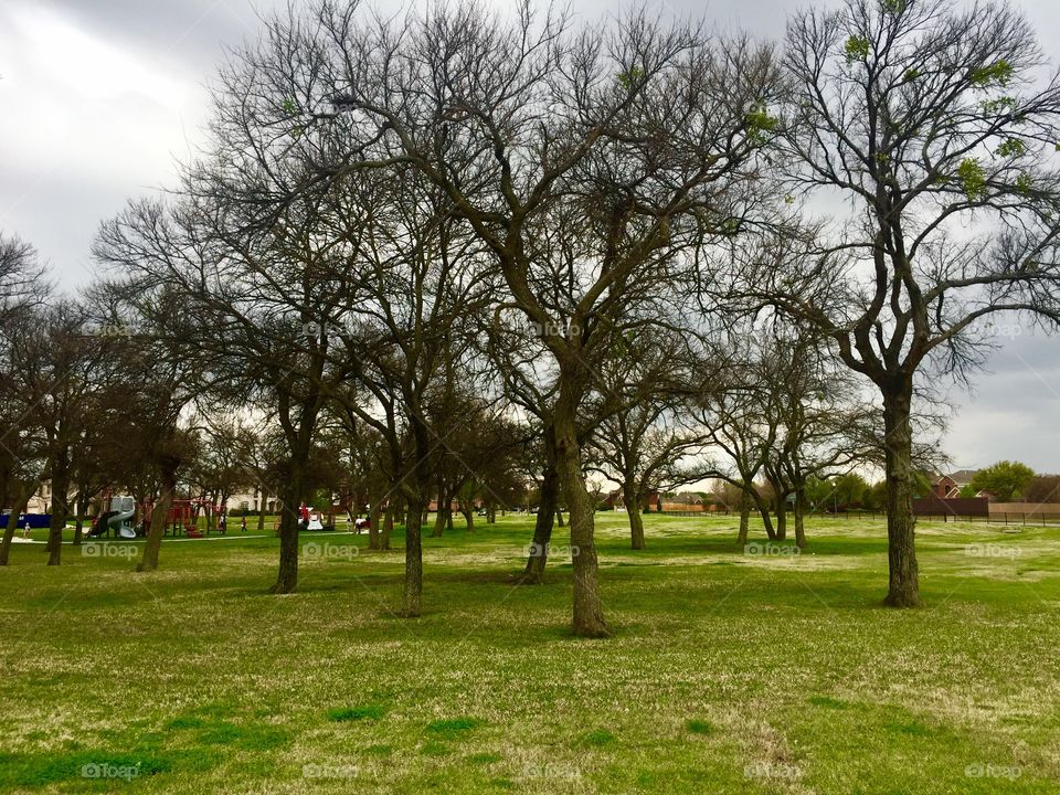 Trees at the neighborhood park 