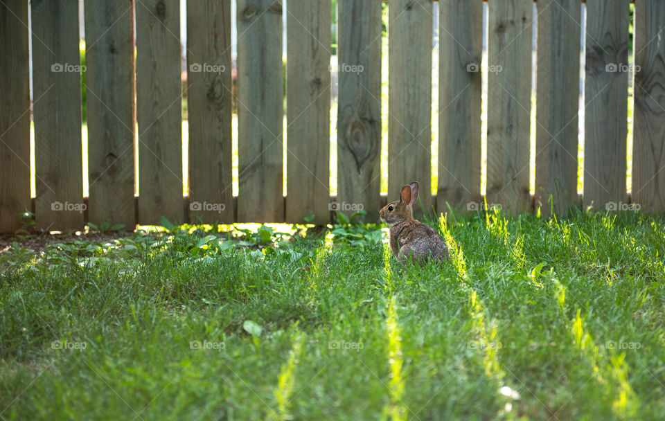 Small bunny rabbit in the grass of a fenced backyard with natural light shining through the wooden fence posts