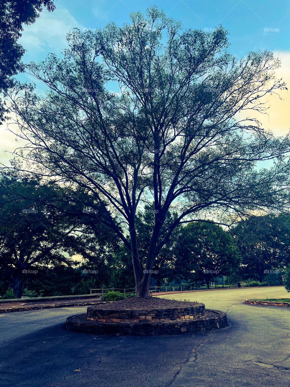 A beautiful and rare tree stands alone in the middle of the asphalt , a blue and yellow tinted sky giving it a colorful backdrop