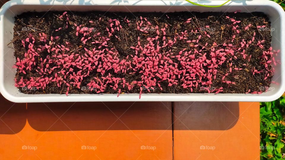 Red spinach sprout seeds that grow close together in a square white pot and empty space to put some text about growing home vegetable.