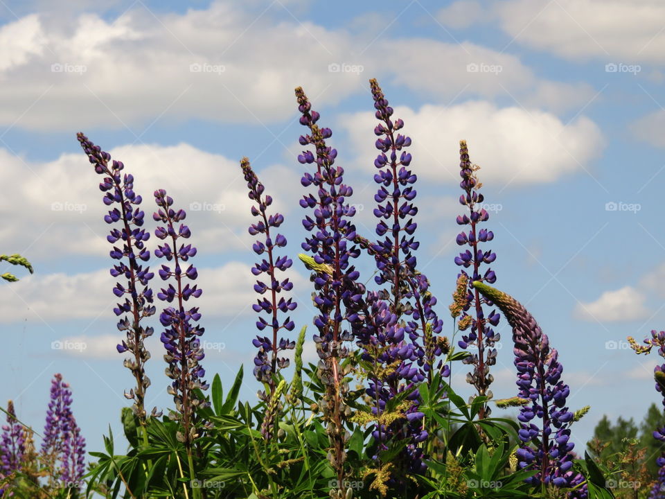 lupines