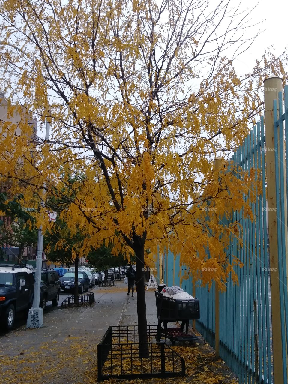 yellow leaved tree in fall shopping cart fence street
