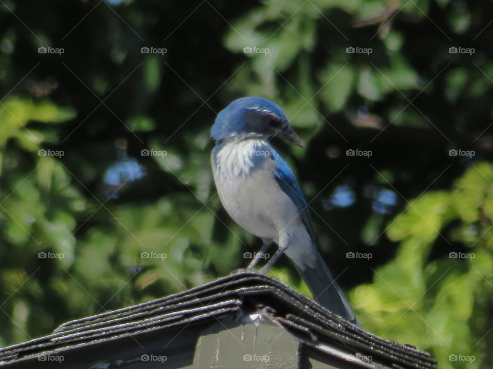 California Scrub Jay 