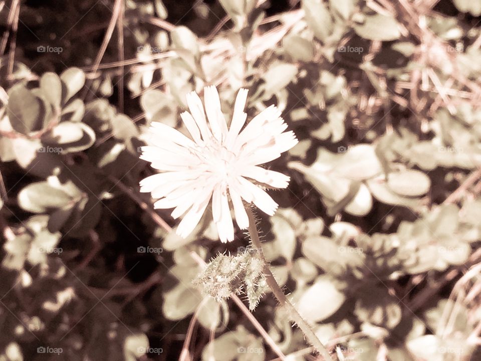 Plants and little yellow flower 