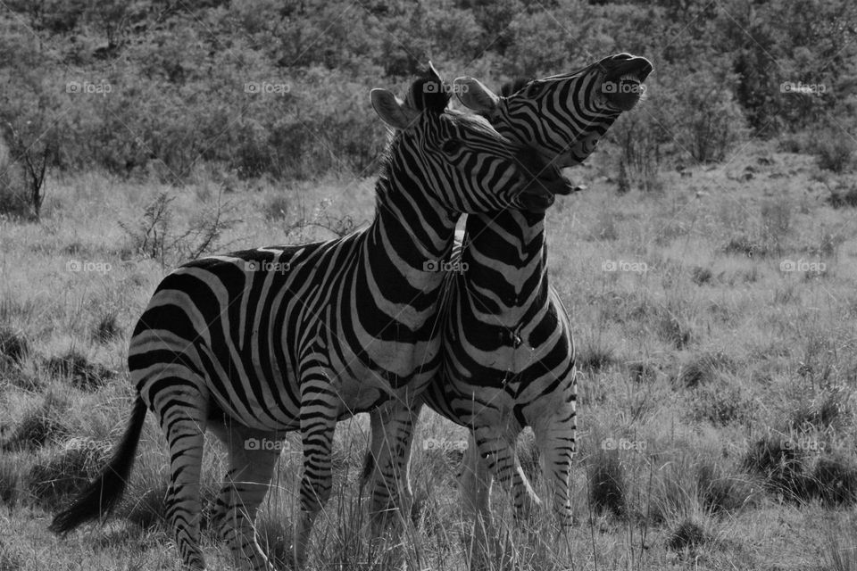 playing zebras