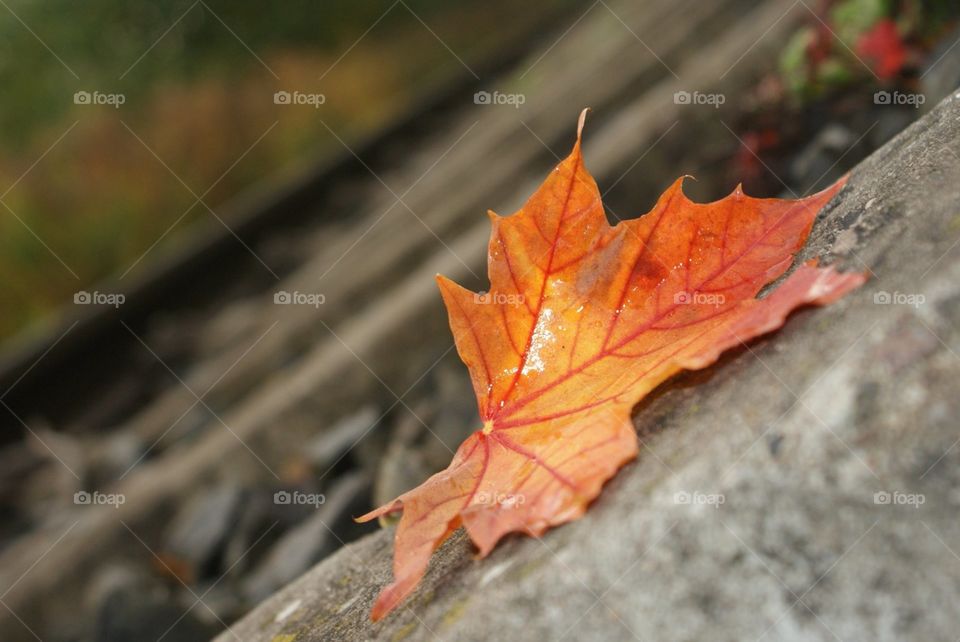 leaf