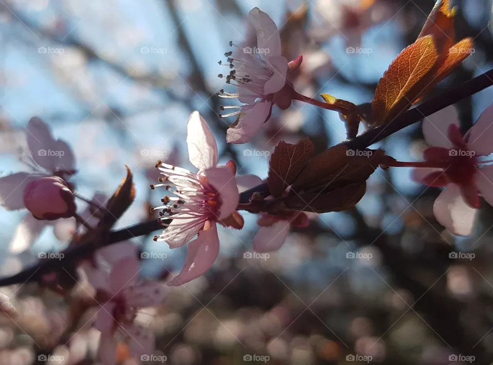 spring