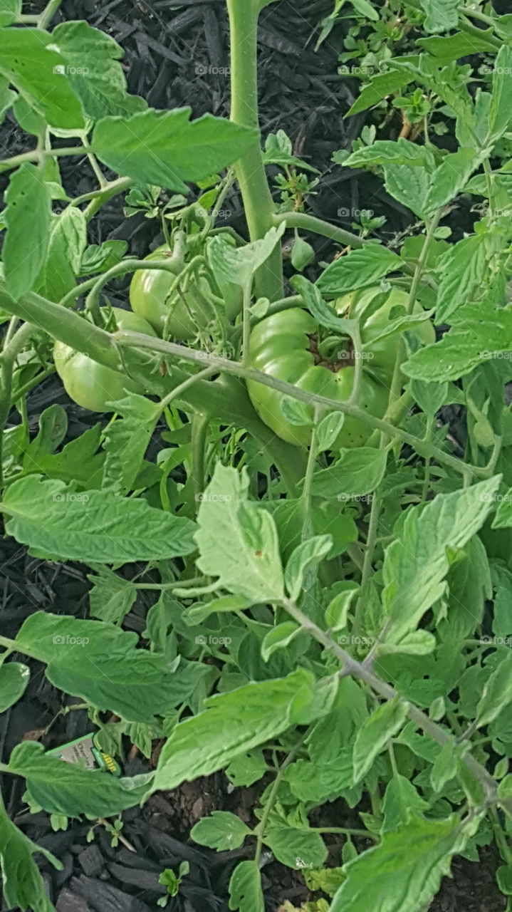 Green Tomatoes