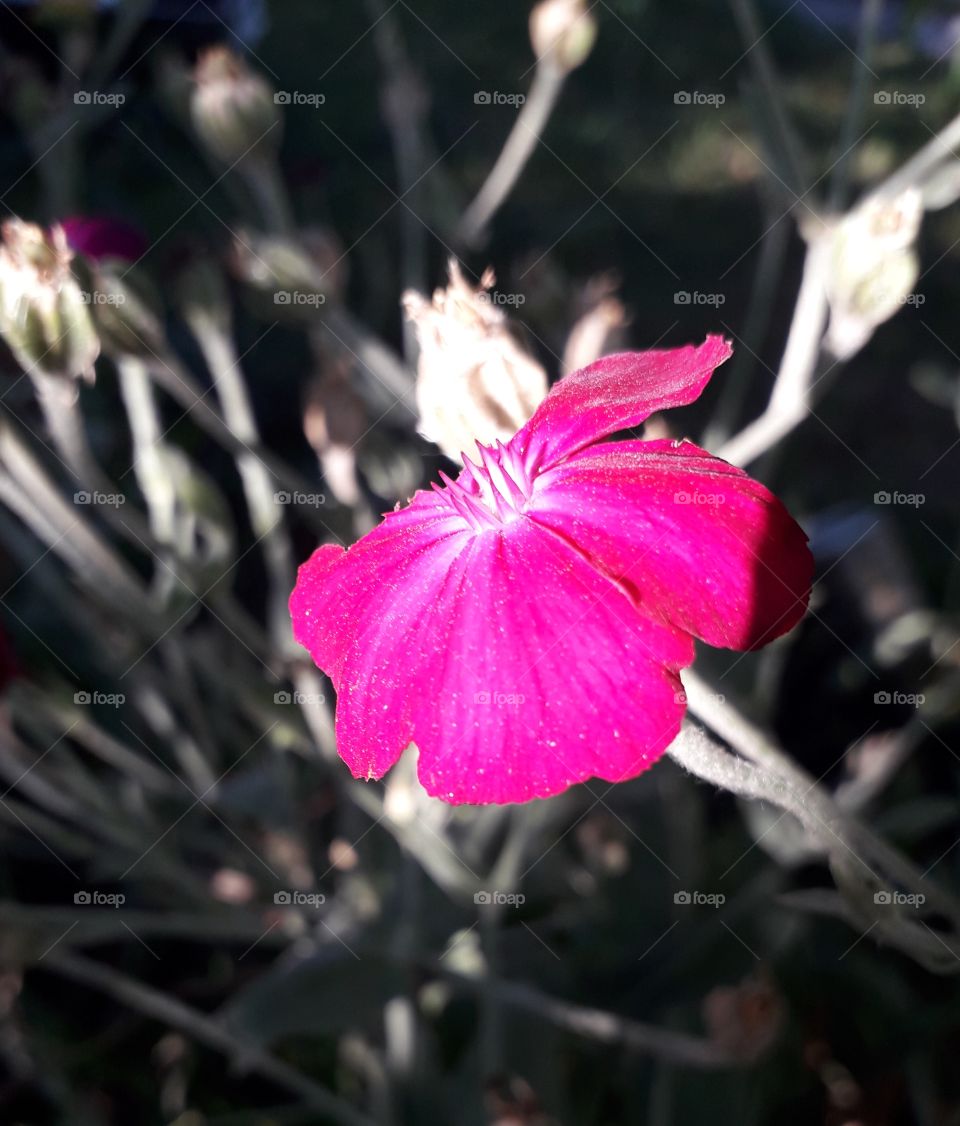 pink flower at dawn