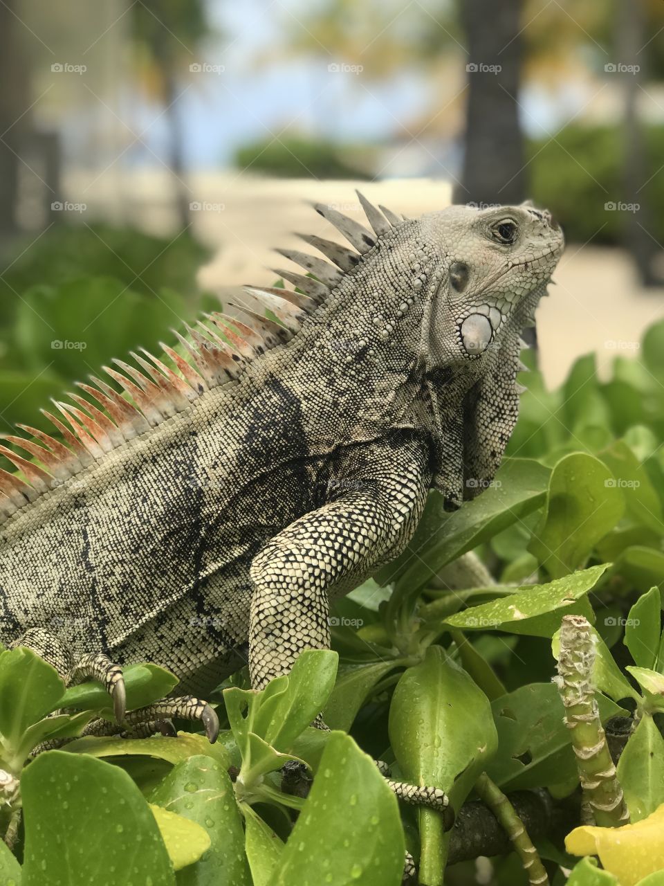 Iguana 